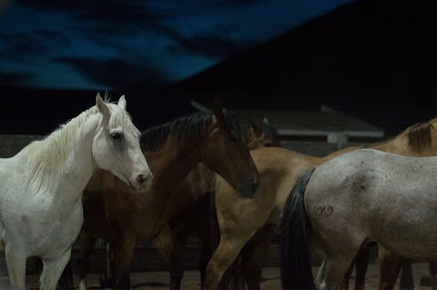 horses standing in a group at night
