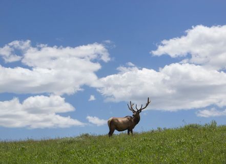elk standing on a grassy hill