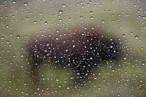 bison behind a window covered with rain