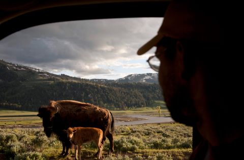 a man looks at two bison from inside a car