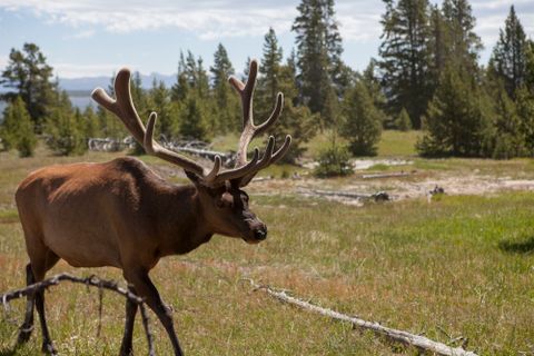 an elk walks in a national park