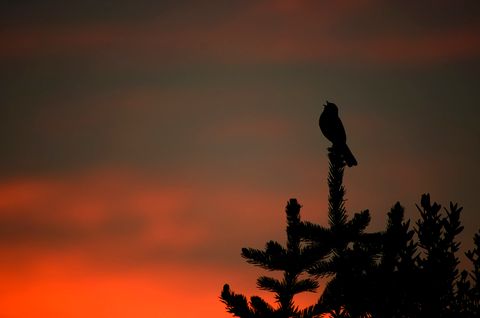 silhouette of a bird sitting on a pine branch